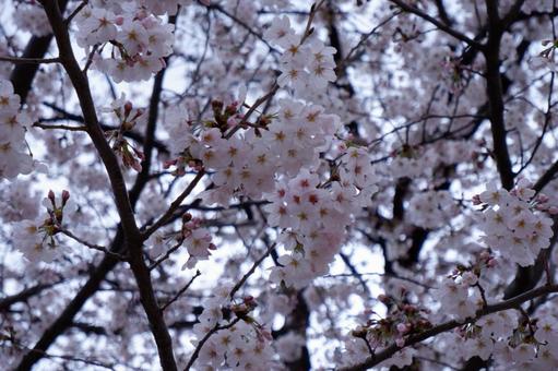 桜満開の写真
