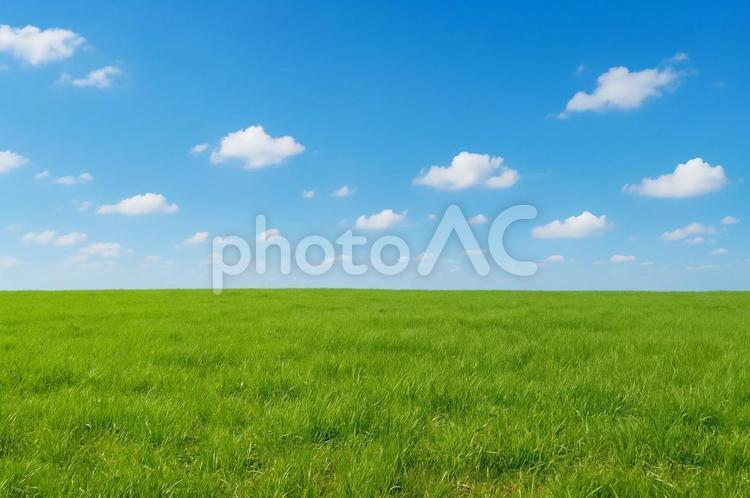 青空と草原の自然風景・ピクニック・緑の草 草原,青空,自然風景の写真素材