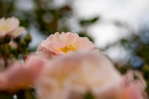 Zao Roses (56), JPG