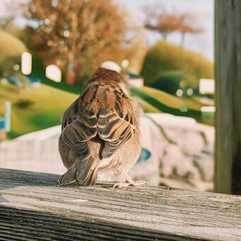 スズメ スズメ,自然,公園の写真素材