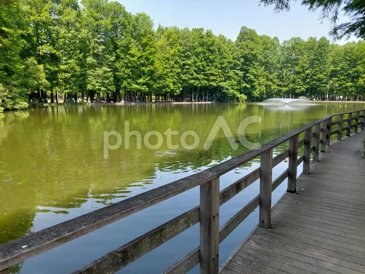 初夏の公園の沼と遊歩道 噴水,池,沼の写真素材
