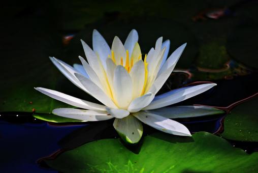 水蓮 水蓮の写真