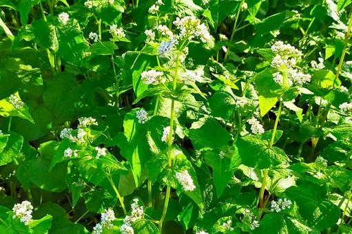 ソバの花3 ソバの花3 ソバ,そば,蕎麦の写真素材