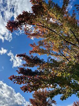 紅葉と空の写真