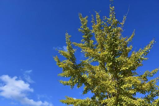 イチョウの木と青空 イチョウ,銀杏,空の写真素材