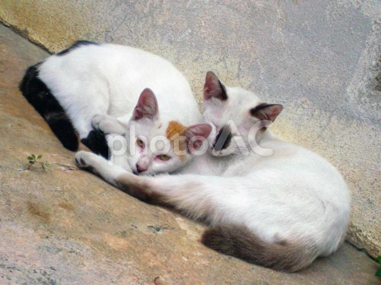 寄り添って体を温め合う2匹の野良猫 猫,野良猫,寄り添うの写真素材