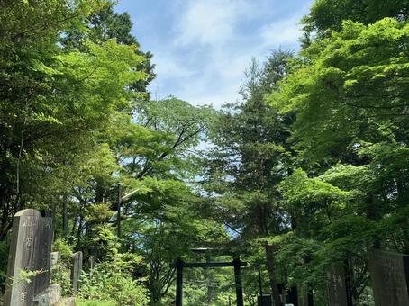 新緑に包まれた神社の参道と鳥居 新緑に包まれた神社の参道と鳥居 神社,鳥居,参道の写真素材
