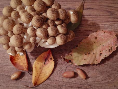 シメジ、秋のイメージ1 しめじ,秋の味覚,落ち葉の写真素材