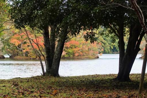 湖の色づき始めた初秋の風 湖面,初秋,色づき始めの写真素材