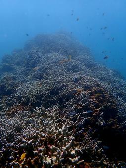 ユビエダハマサンゴ ユビエダハマサンゴ 海,サンゴ,珊瑚礁の写真素材