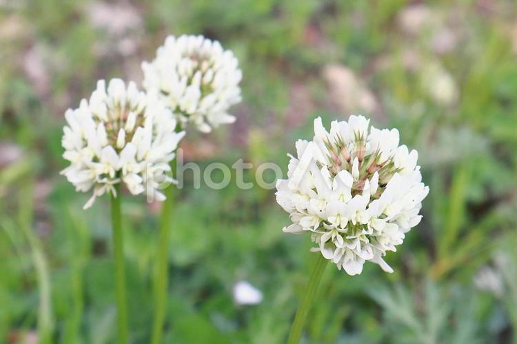 春の草花　シロツメクサ シロツメクサ,花,草花の写真素材