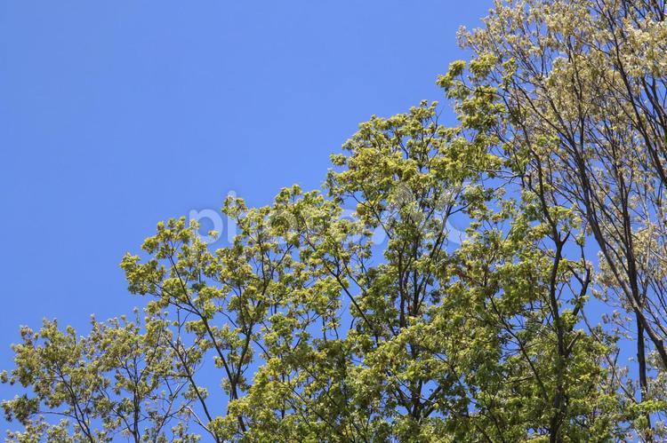 春の緑色に染まった葉っぱの新緑と青空のイメージ画像 春,青空,新緑の写真素材