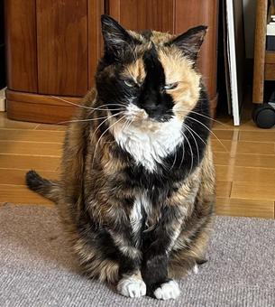 猫チャン 猫チャンの写真