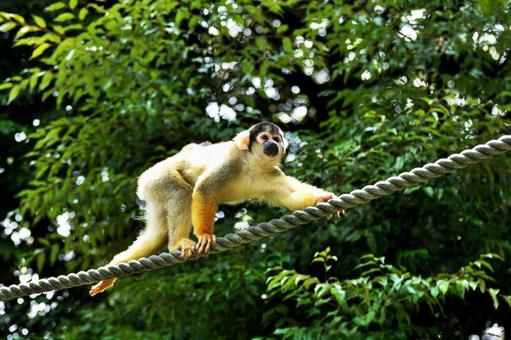 Squirrel monkey in tightrope, JPG Squirrel monkey in tightrope, JPG