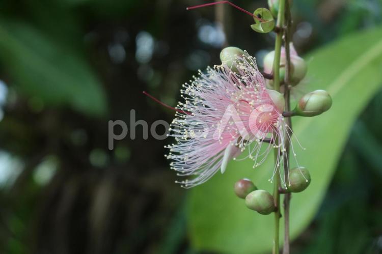 温室のサガリバナ 10月,秋,京都府立植物園の写真素材