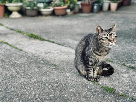 A straight-eyed tabby cat's afternoon, JPG