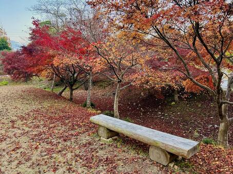 紅葉とベンチ 紅葉,もみじ,秋の写真素材