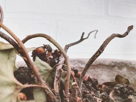 枯れた植物 枯れる,植物,プランツの写真素材