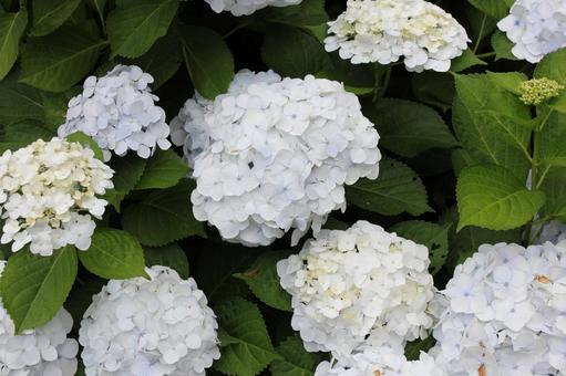 あじさい84 あじさい84 あじさい,紫陽花,アジサイの写真素材