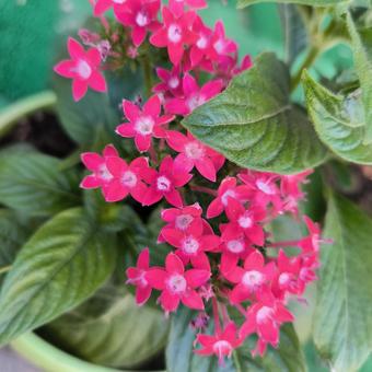 ペンタス ペンタス ペンタス,花,かわいいの写真素材