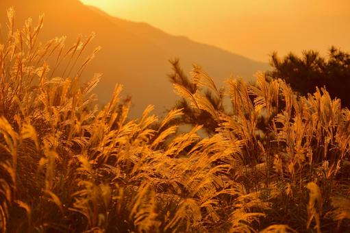 Silver grass dyed in the sunset-1, JPG Silver grass dyed in the sunset-1, JPG