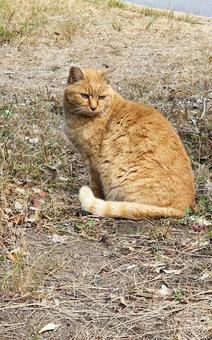 お猫様 お猫様 猫,ねこ,キャットの写真素材