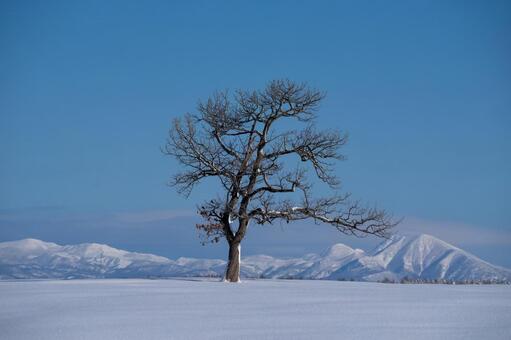 白銀の雪山と孤高の大樹との雄大な対峙 一本木,孤高の樹,雪の写真素材