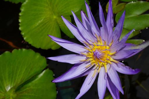 スイレンの花 スイレンの花の写真