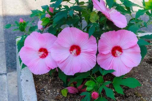 ピンクハイビスカス ピンクハイビスカス ハイビスカス,花,ピンクの写真素材