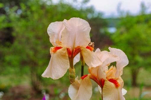 ジャーマンアイリス2ー17 ジャーマンアイリス,屋外,風景の写真素材