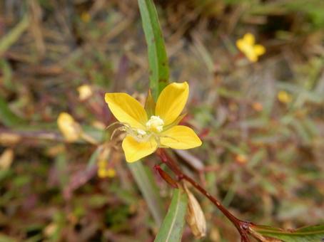 【花の写真】ヒレタゴボウ(鰭田牛蒡) 【花の写真】ヒレタゴボウ(鰭田牛蒡) ヒレタゴボウ,鰭田牛蒡,植物の写真素材