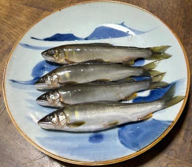 鮎 鮎 鮎,魚,川魚の写真素材