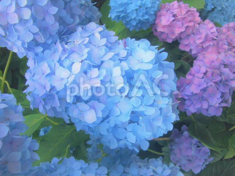 アジサイの花（青、紫、赤紫）ふんわり アジサイ,紫陽花,花の写真素材