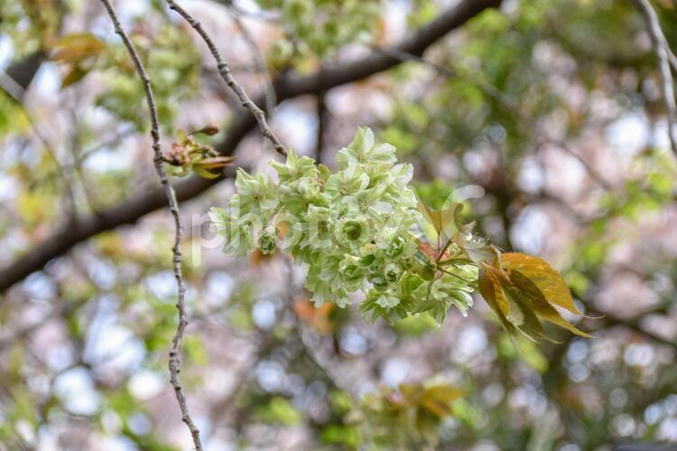 桜と御衣黄桜 御衣黄,しだれ桜,黄緑色の写真素材