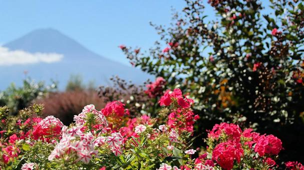 初秋の河口湖畔の宿根フロックスの花 初秋の河口湖畔の宿根フロックスの花 宿根フロックス,花,初秋の写真素材