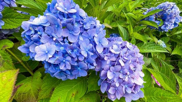 高塔山公園のあじさい 高塔山公園,北九州,若松区の写真素材