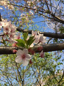桜 桜の写真