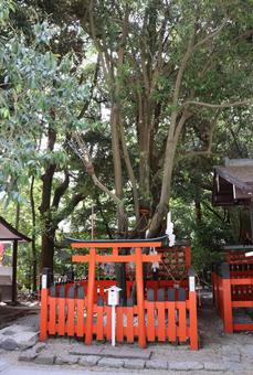 賀茂御祖神社(下鴨神社)連理の賢木 賀茂御祖神社(下鴨神社)連理の賢木 賀茂御祖神社,下鴨神社,連理の賢木の写真素材