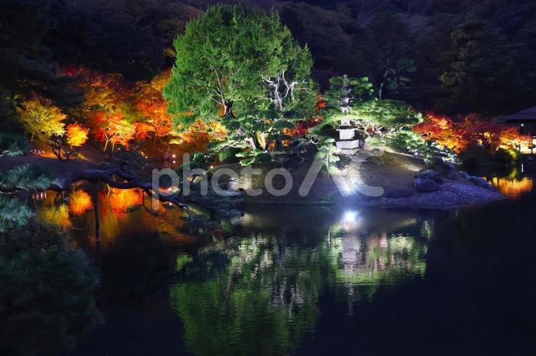 １１月下旬の栗林公園の紅葉のライトアップ 背景,紅葉,葉の写真素材