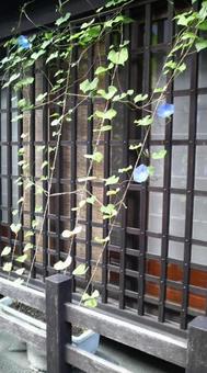 朝顔 朝顔の写真