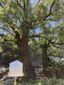 太宰府天満宮の夫婦樟 夫婦,楠,太宰府天満宮の写真素材