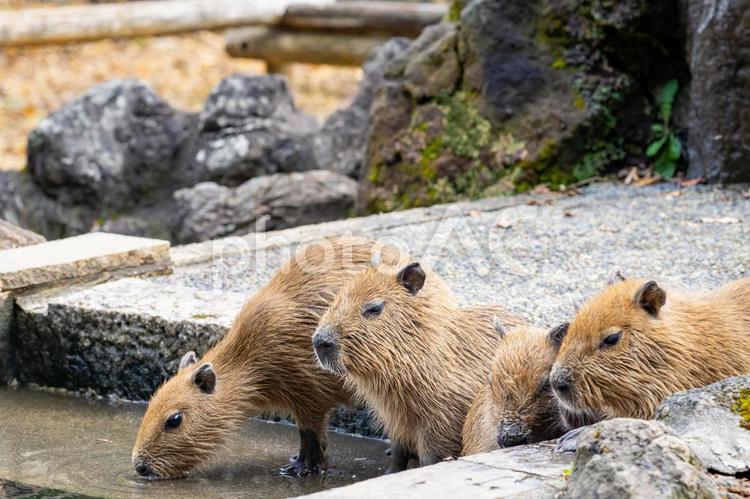 最大のネズミ カピバラ,最大のねずみ,動物の写真素材