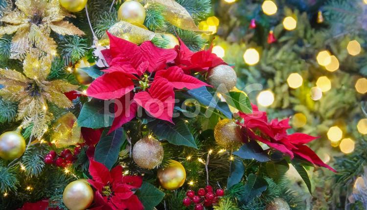 赤いポインセチアとクリスマスオーナメント ポインセチア,赤い,クリスマスの写真素材