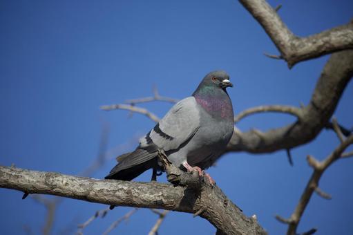 カワラバト　木の枝にとまる ドバト,カワラバト,ハトの写真素材