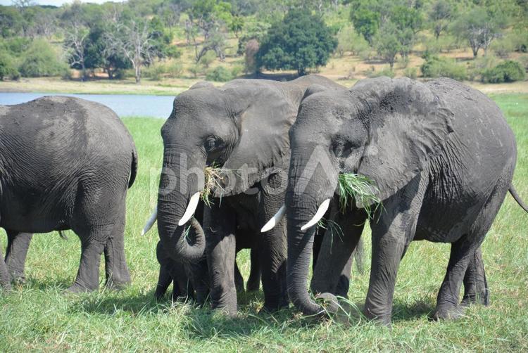 野生の食事中のアフリカゾウの群れ アフリカゾウ,野生,群れの写真素材