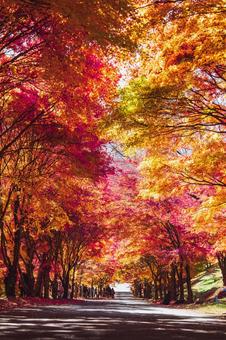 もみじのトンネル 紅葉,もみじ,秋の写真素材