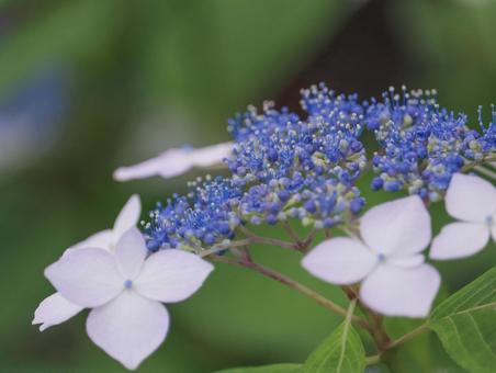 Hydrangea, JPG Hydrangea, JPG
