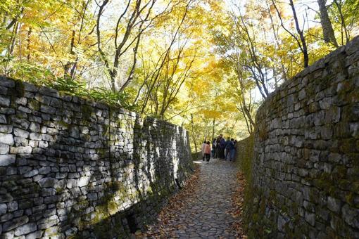 紅葉 紅葉,秋,落ち葉の写真素材