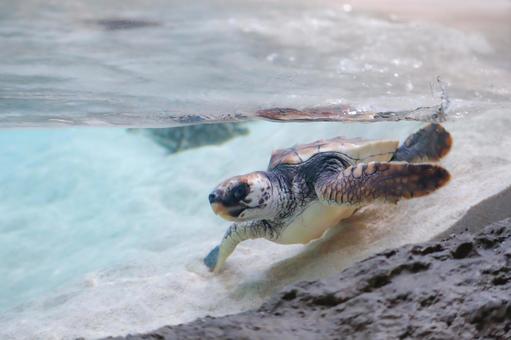 アカウミガメ アカウミガメ 亀,カメ,ウミガメの写真素材