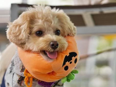 ワンコのポートレート 犬,ミックス犬,いぬの写真素材